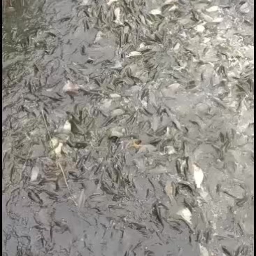 正宗原塘精养黄河鲤鱼苗