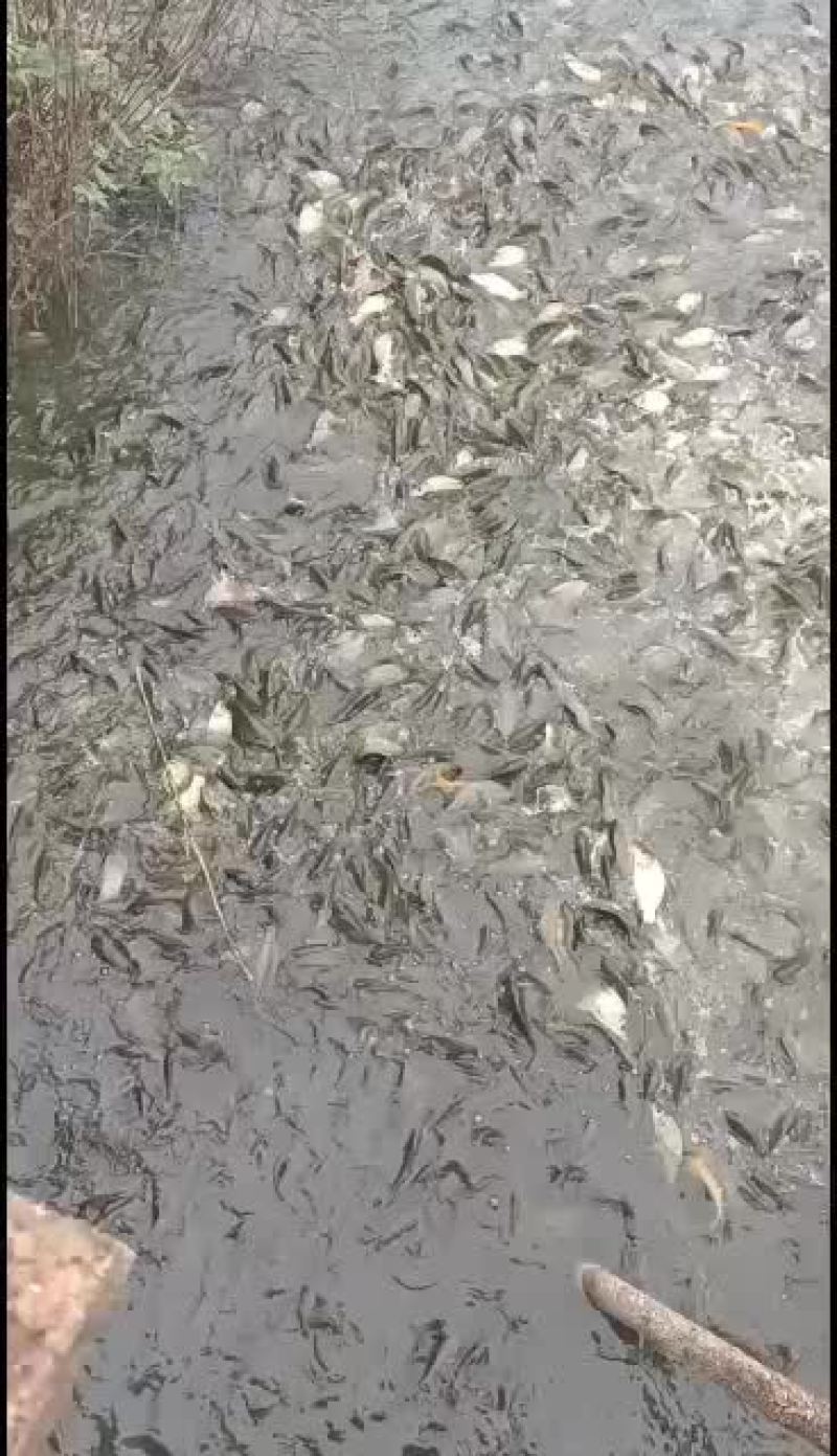 正宗原塘精养黄河鲤鱼苗