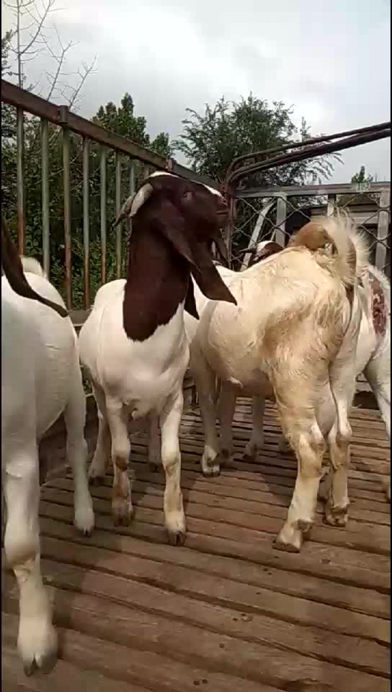 波尔山羊大耳朵羊努比亚黑山羊大耳朵羊种羊