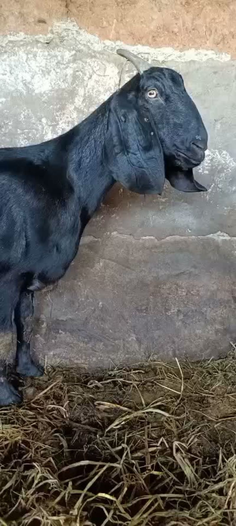 波尔山羊大耳朵羊努比亚黑山羊大耳朵羊种羊