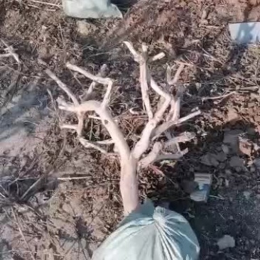 常年出售金银花育苗枝条金银花盆景老桩，枸杞老桩