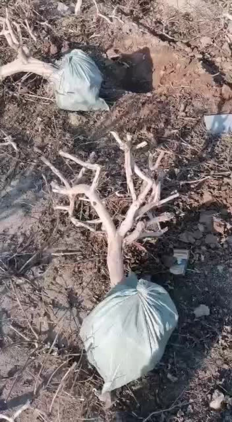 常年出售金银花育苗枝条金银花盆景老桩，枸杞老桩
