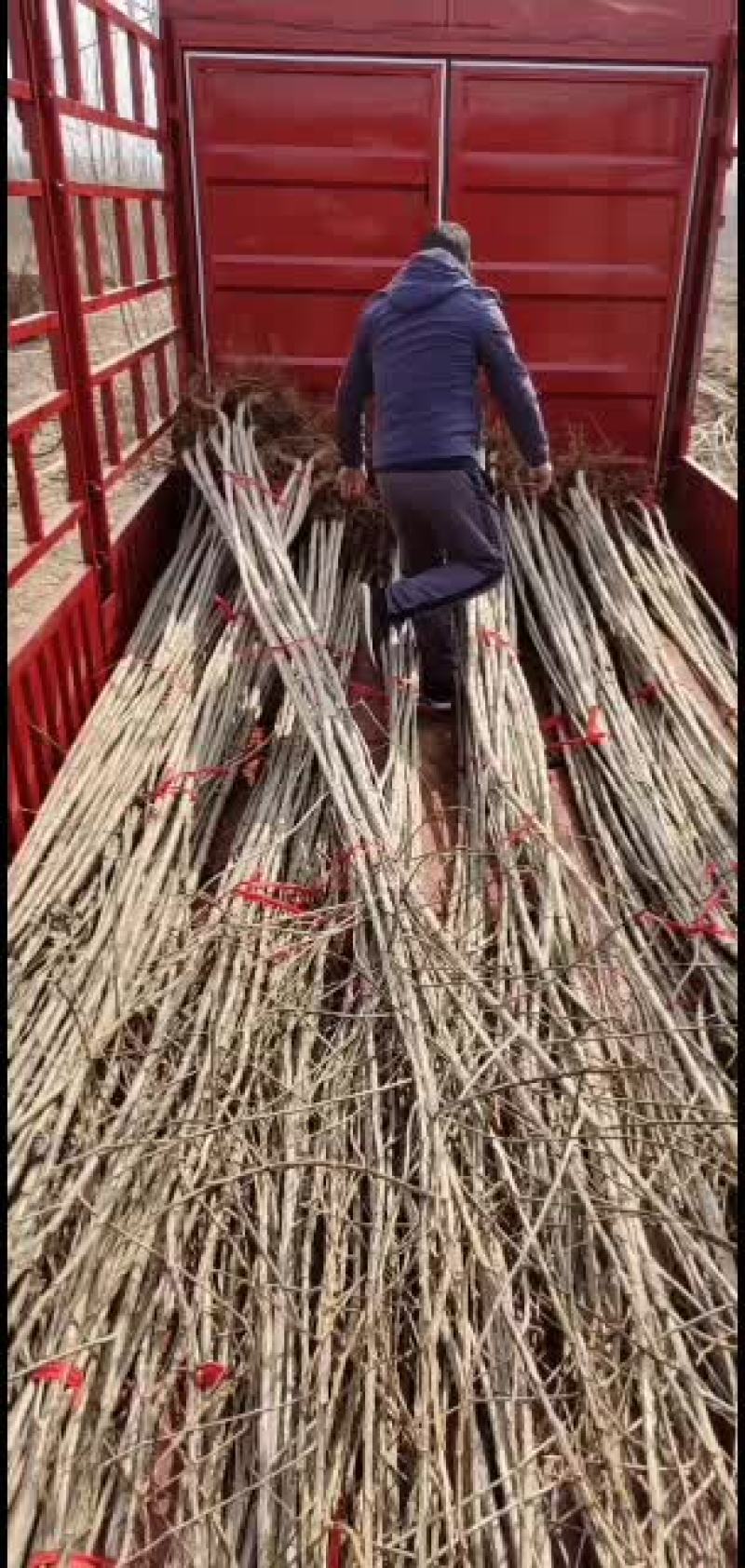 鲁林九号无絮杨树苗，107