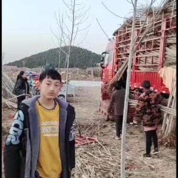鲁林九号无絮杨树苗，107