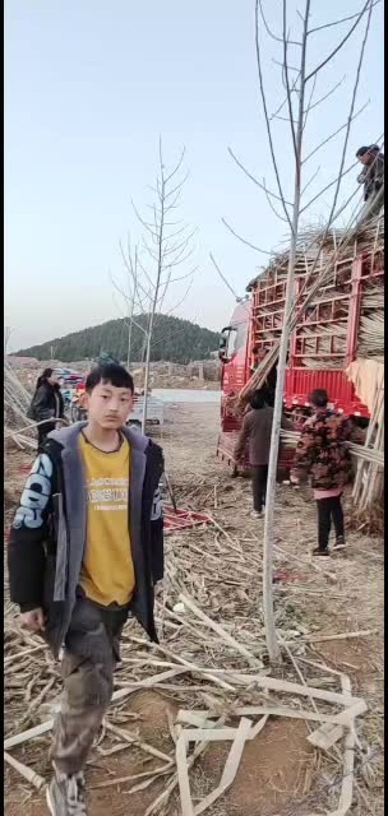 鲁林九号无絮杨树苗，107