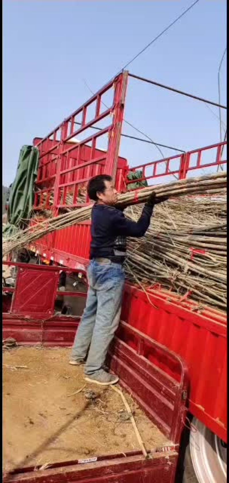 鲁林九号无絮杨树苗，107