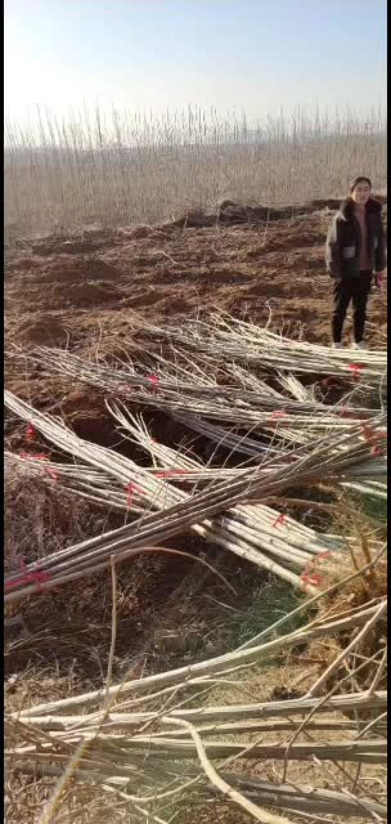 鲁林九号无絮杨树苗，107