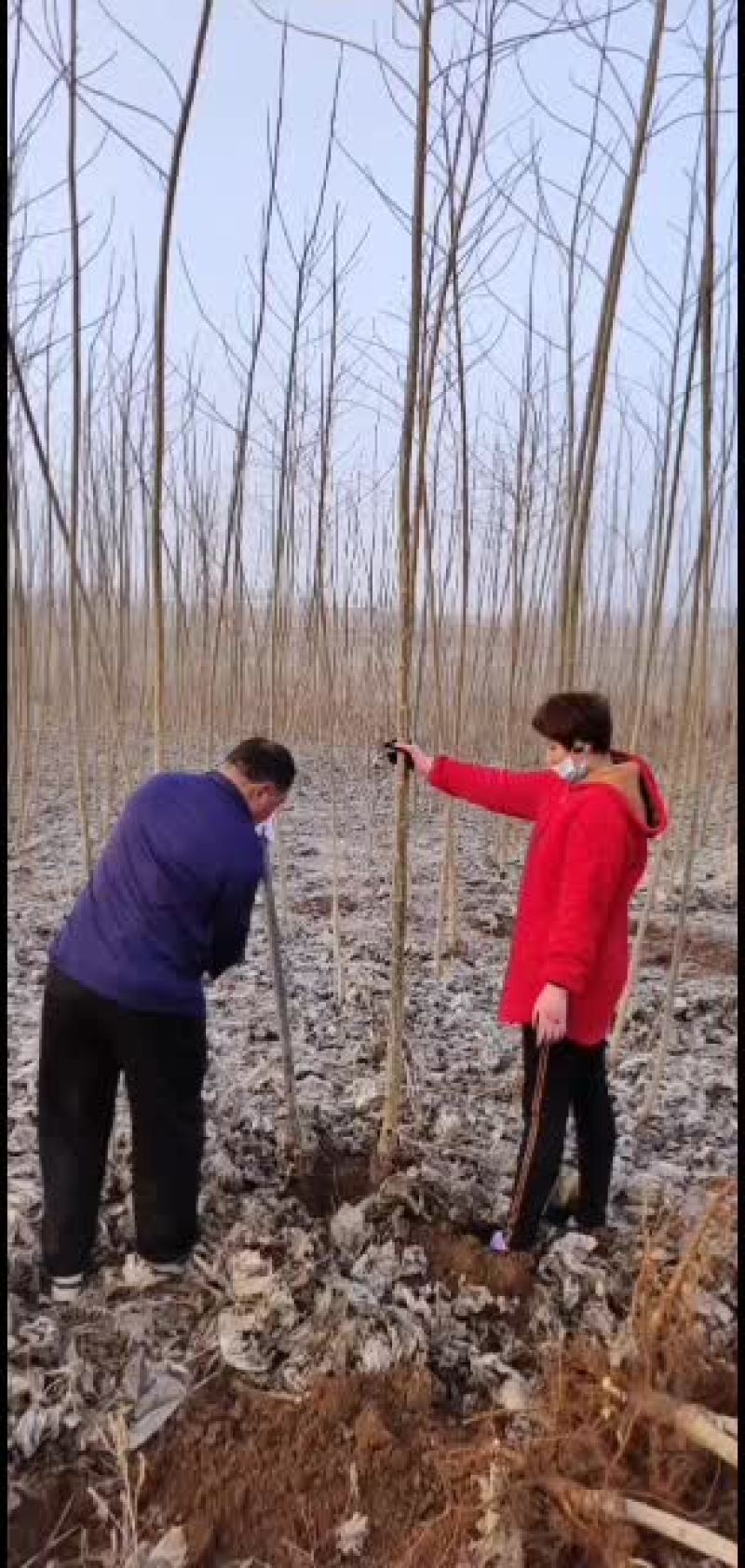 鲁林九号无絮杨树苗，107