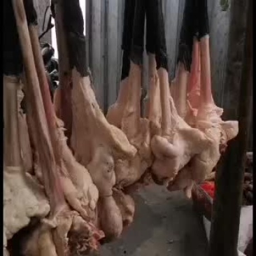 大个驴鞭新鲜带宝专供