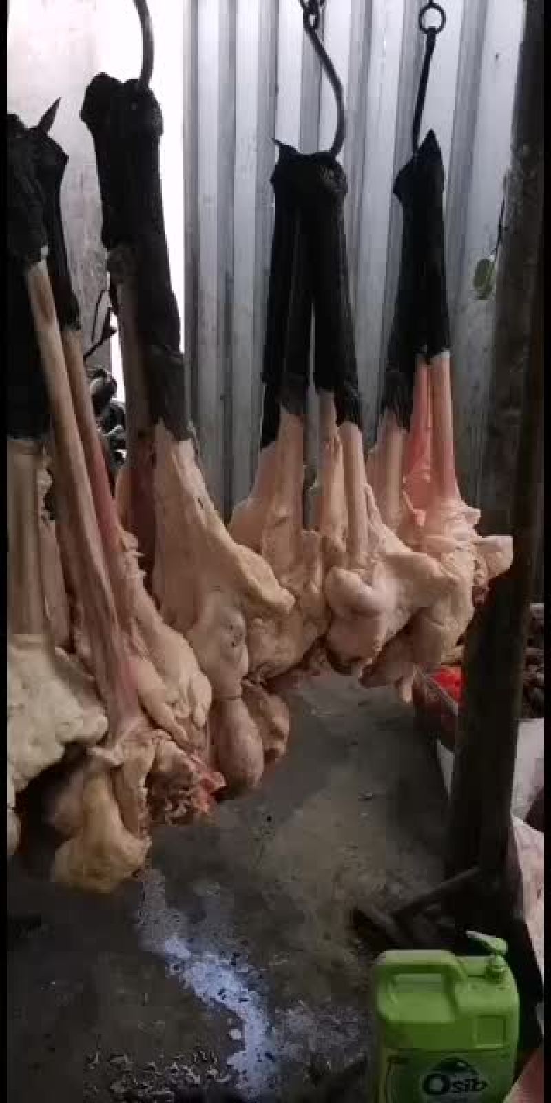 大个驴鞭新鲜带宝专供