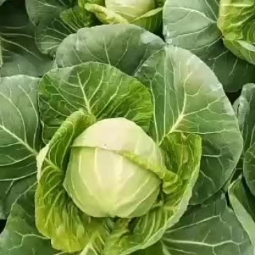 包菜以大量上市欢迎新老客户光顾