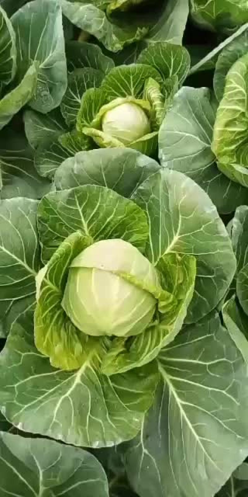 包菜以大量上市欢迎新老客户光顾