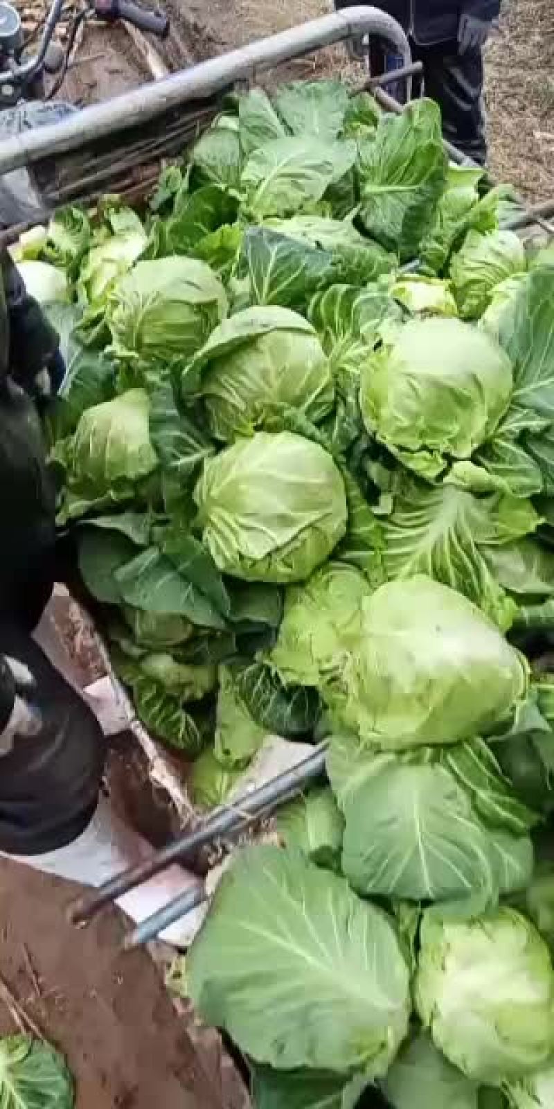 包菜以大量上市欢迎新老客户光顾