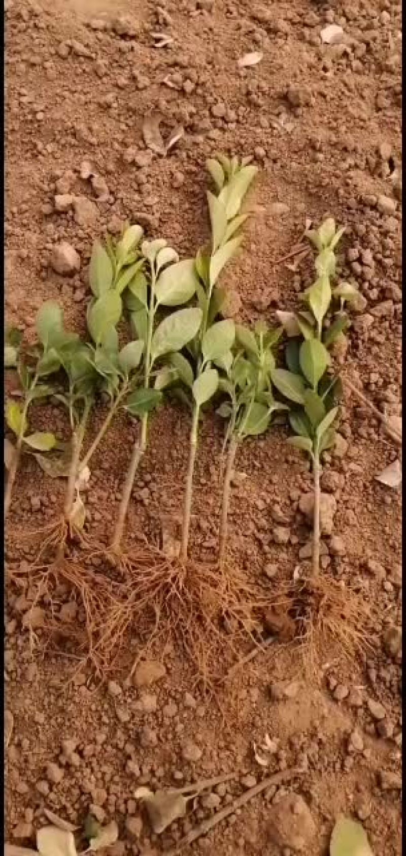 胶东卫矛小苗，物美价廉，支持看货