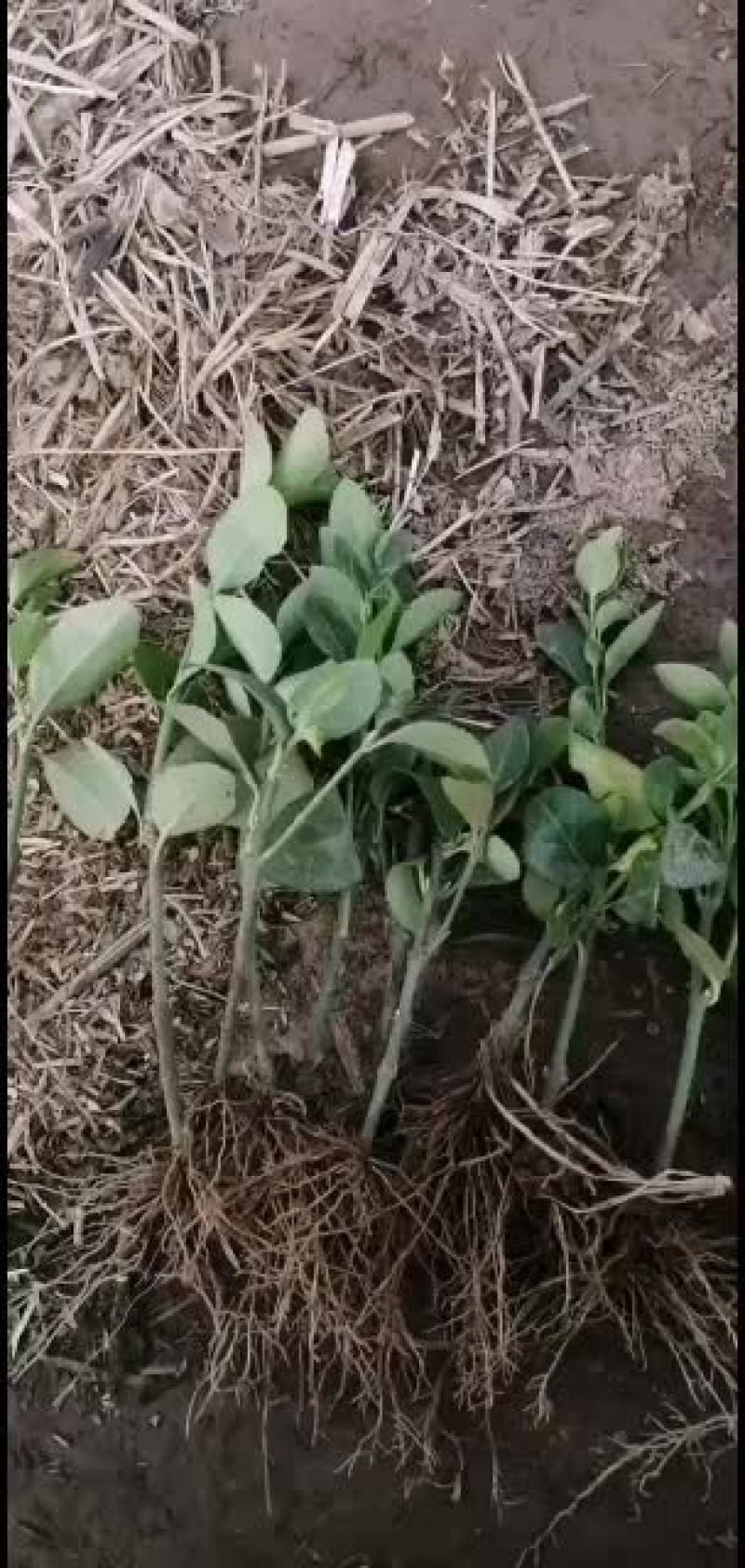 胶东卫矛小苗，物美价廉，支持看货
