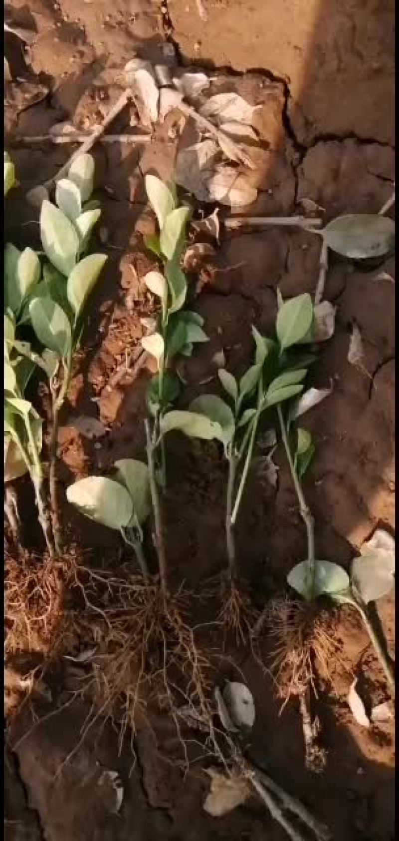 胶东卫矛小苗，物美价廉，支持看货