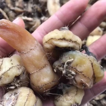 毛慈菇干货，云南文山野生毛慈菇干货