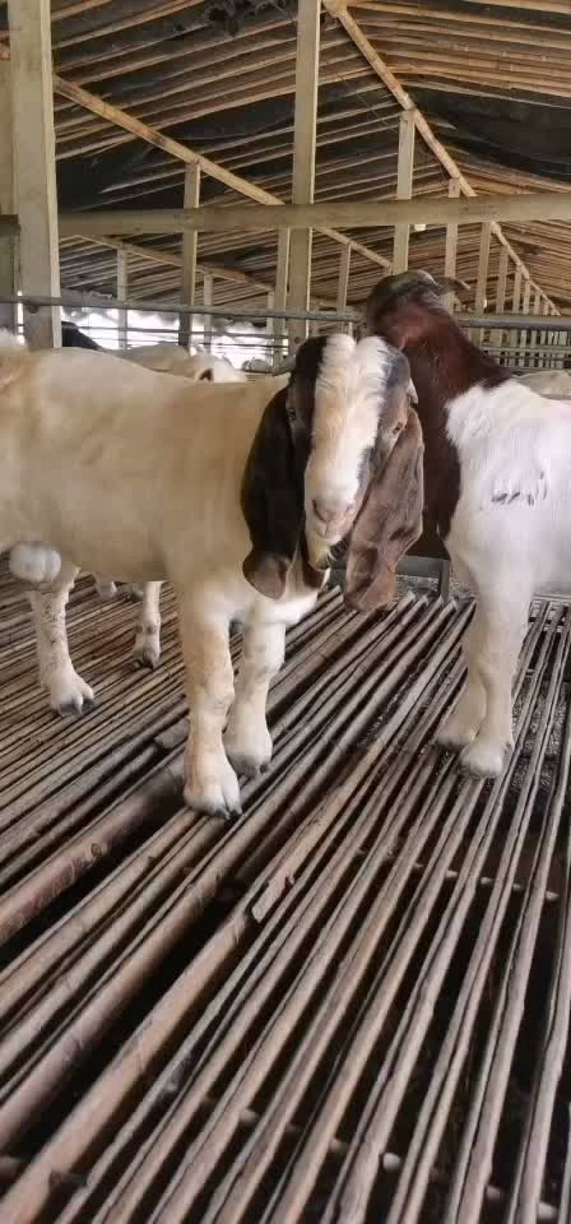 波尔山羊大耳朵羊努比亚黑山羊大耳朵羊种羊