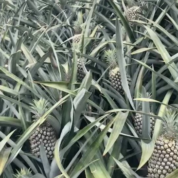 云南香水菠萝，欢迎打扰