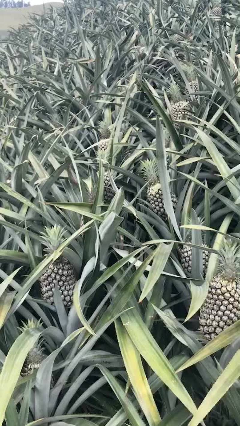 云南香水菠萝，欢迎打扰