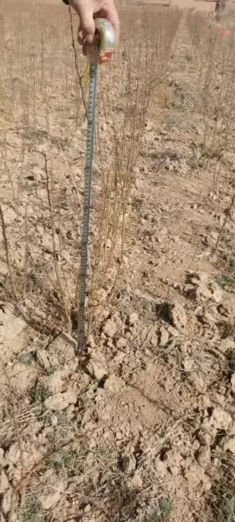 皂角树苗，大刺皂角苗，存活率高放心买农民不会作图可现场看