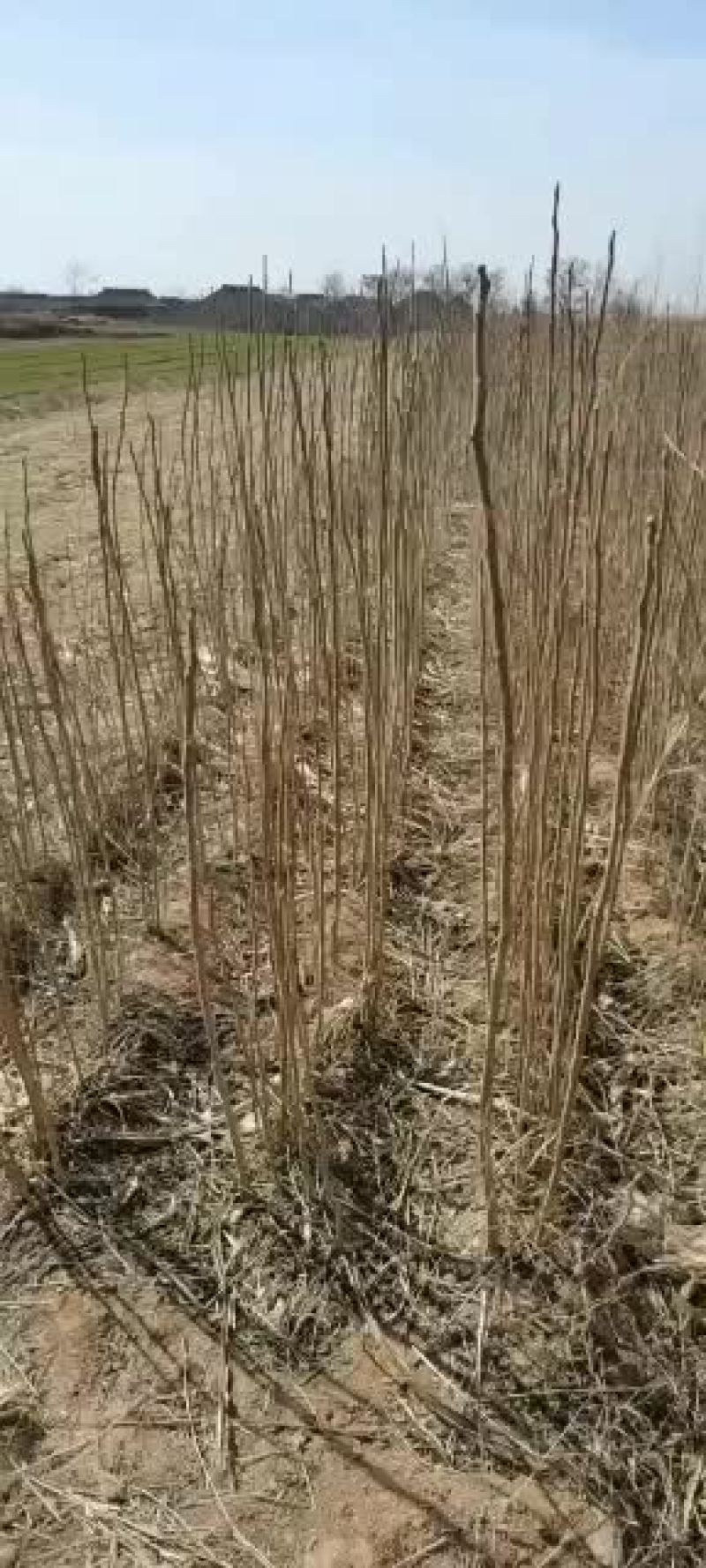 皂角树苗，大刺皂角苗，存活率高放心买农民不会作图可现场看