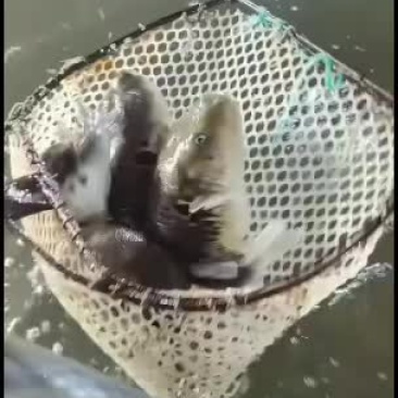 海水无毒河豚鱼现货欢迎骚扰