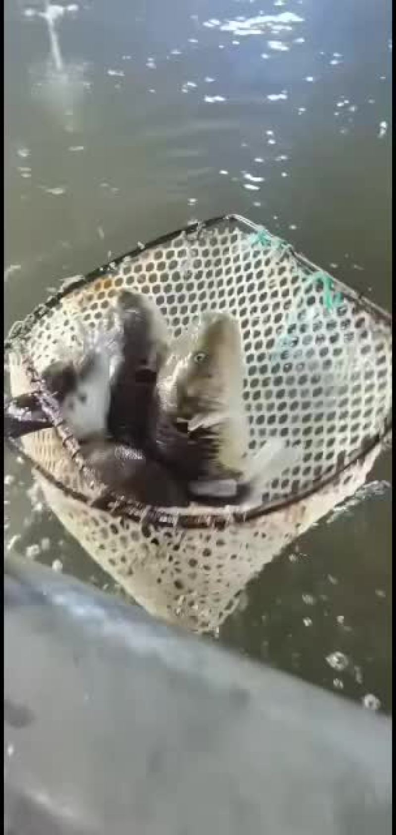 海水无毒河豚鱼现货欢迎骚扰