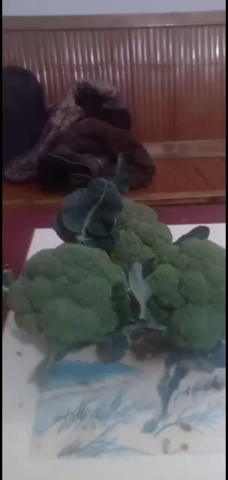 我们经营西兰花大量共应
