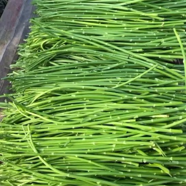 芦蒿蔬菜泥蒿新鲜蔬菜