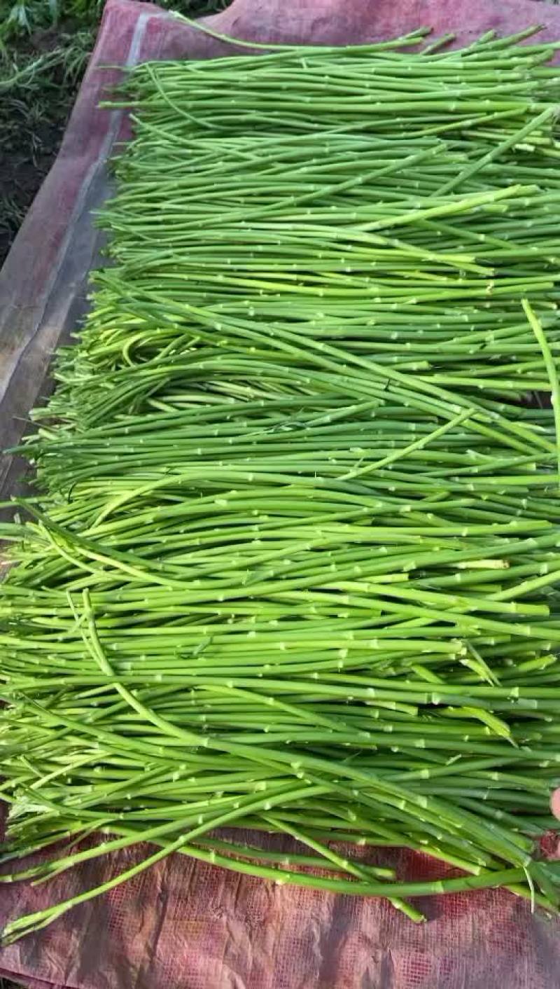 芦蒿蔬菜泥蒿新鲜蔬菜