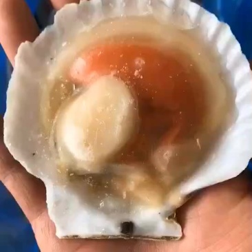 半壳扇贝，海鲜烧烤的精品，欢迎各位老板咨询选购