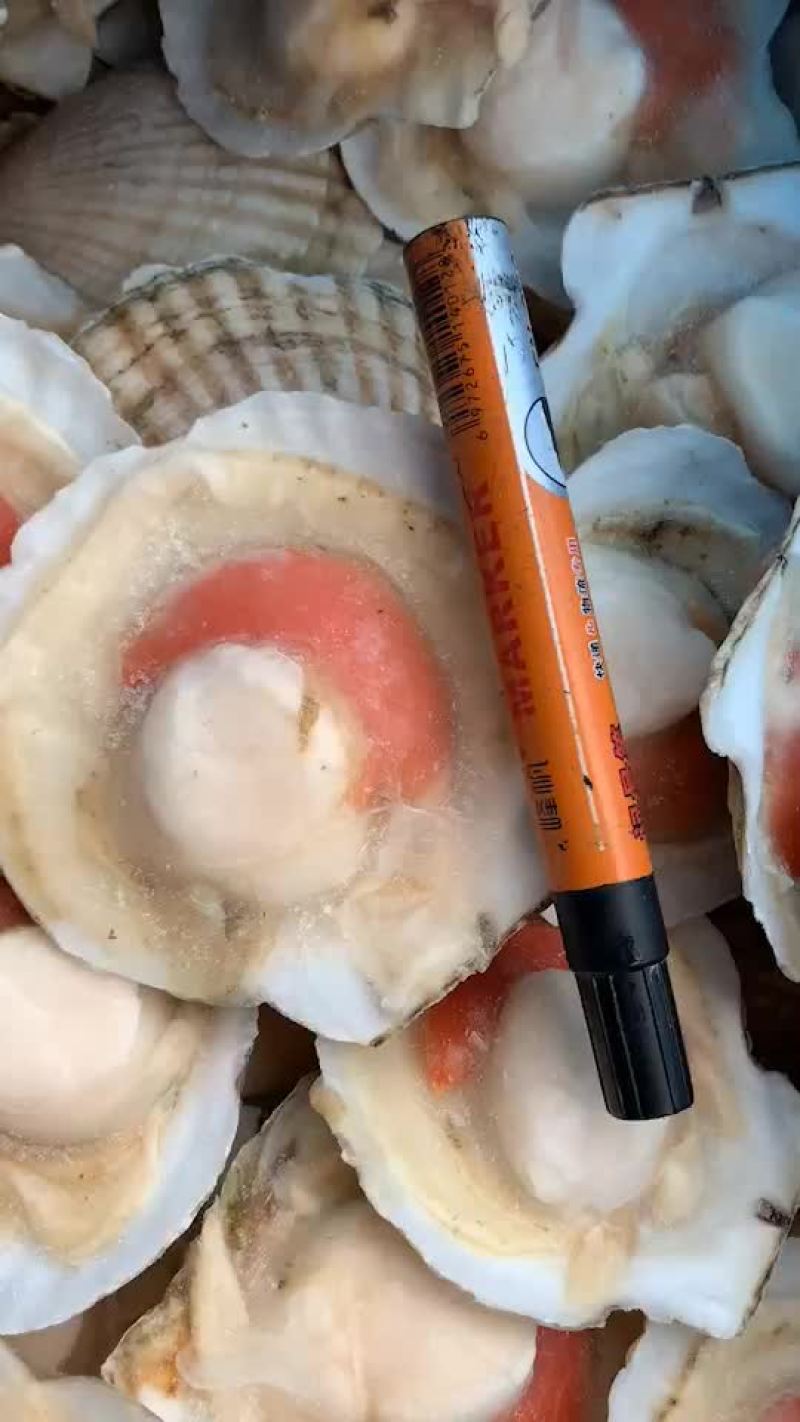 半壳扇贝，海鲜烧烤的精品，欢迎各位老板咨询选购