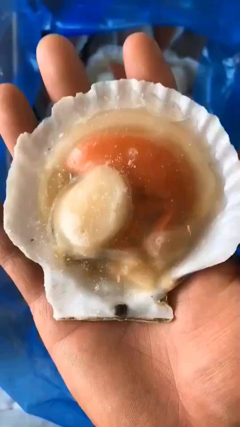 半壳扇贝，海鲜烧烤的精品，欢迎各位老板咨询选购