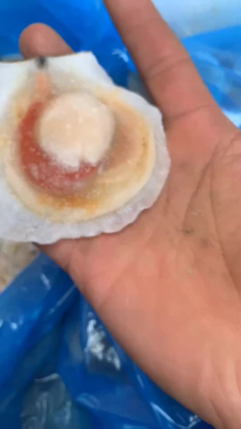 半壳扇贝，海鲜烧烤的精品，欢迎各位老板咨询选购