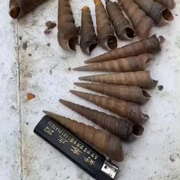 去尾钉螺，干净无沙耐活，长期供应，欢迎各位老板咨询