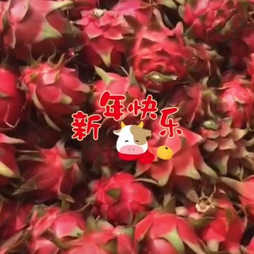 火龙果需要的老板就联系谢谢