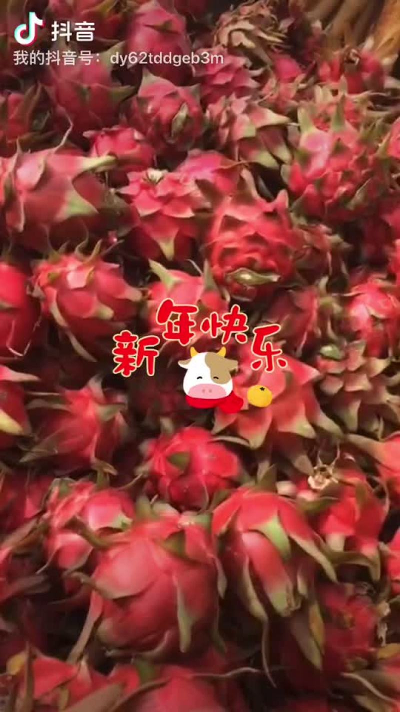 火龙果需要的老板就联系谢谢