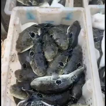 纯海水河豚鱼活鱼各种规格都有需要的联系