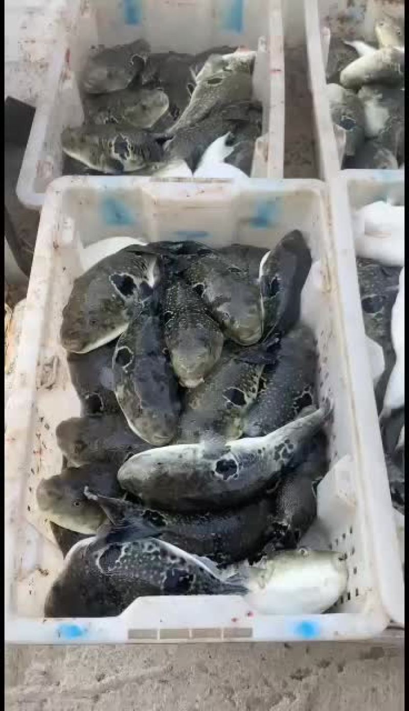 纯海水河豚鱼活鱼各种规格都有需要的联系