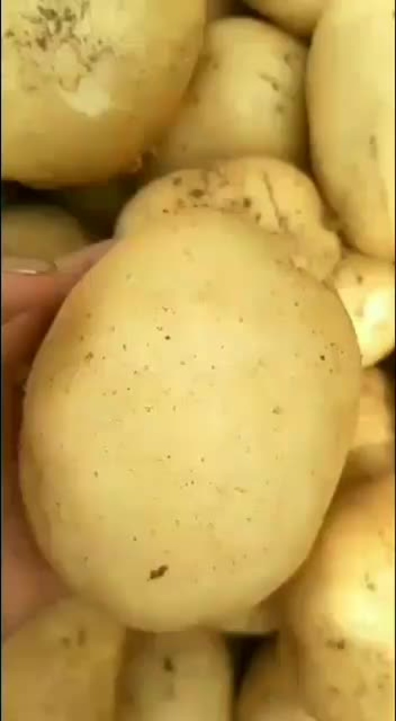 长年代收代办精品土豆