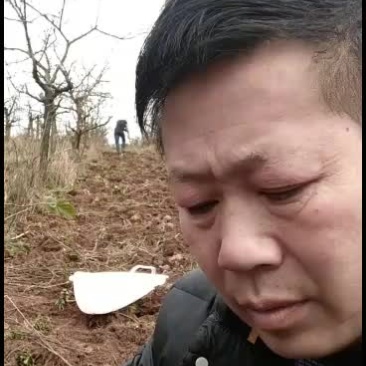 魔芋，实体基地花磨芋优良品种！