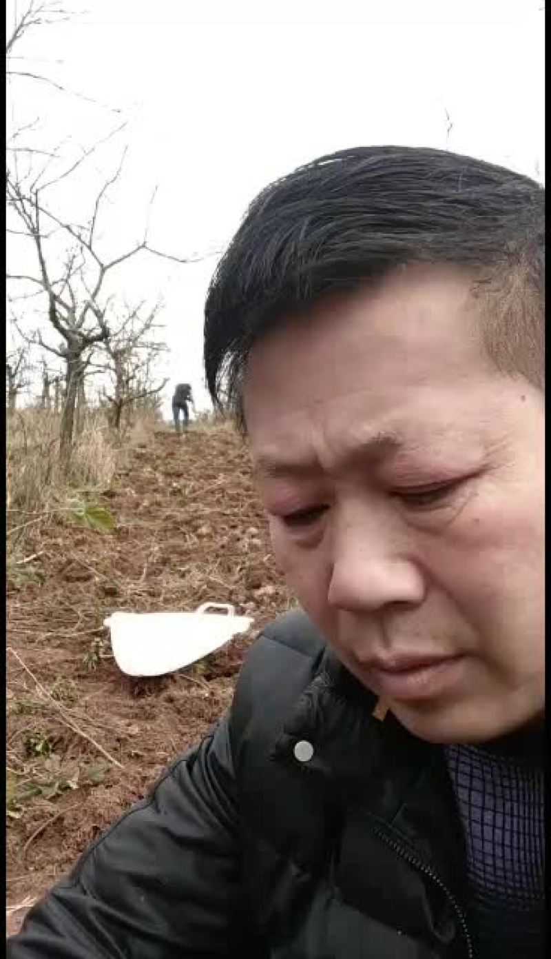 魔芋，实体基地花磨芋优良品种！