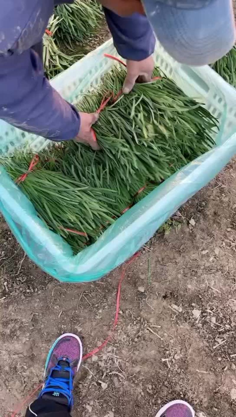 保质保量的好韭菜大量上市