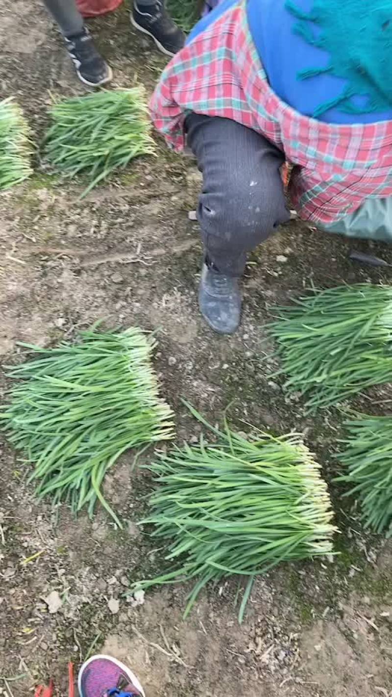 保质保量的好韭菜大量上市