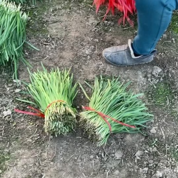 保质保量的好韭菜大量上市