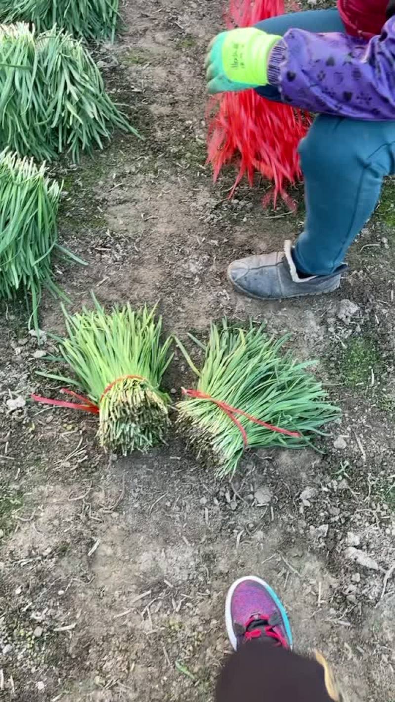保质保量的好韭菜大量上市