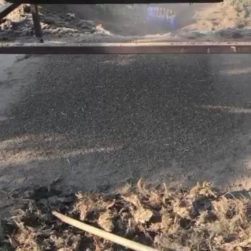 中药材石菖蒲下脚料批发