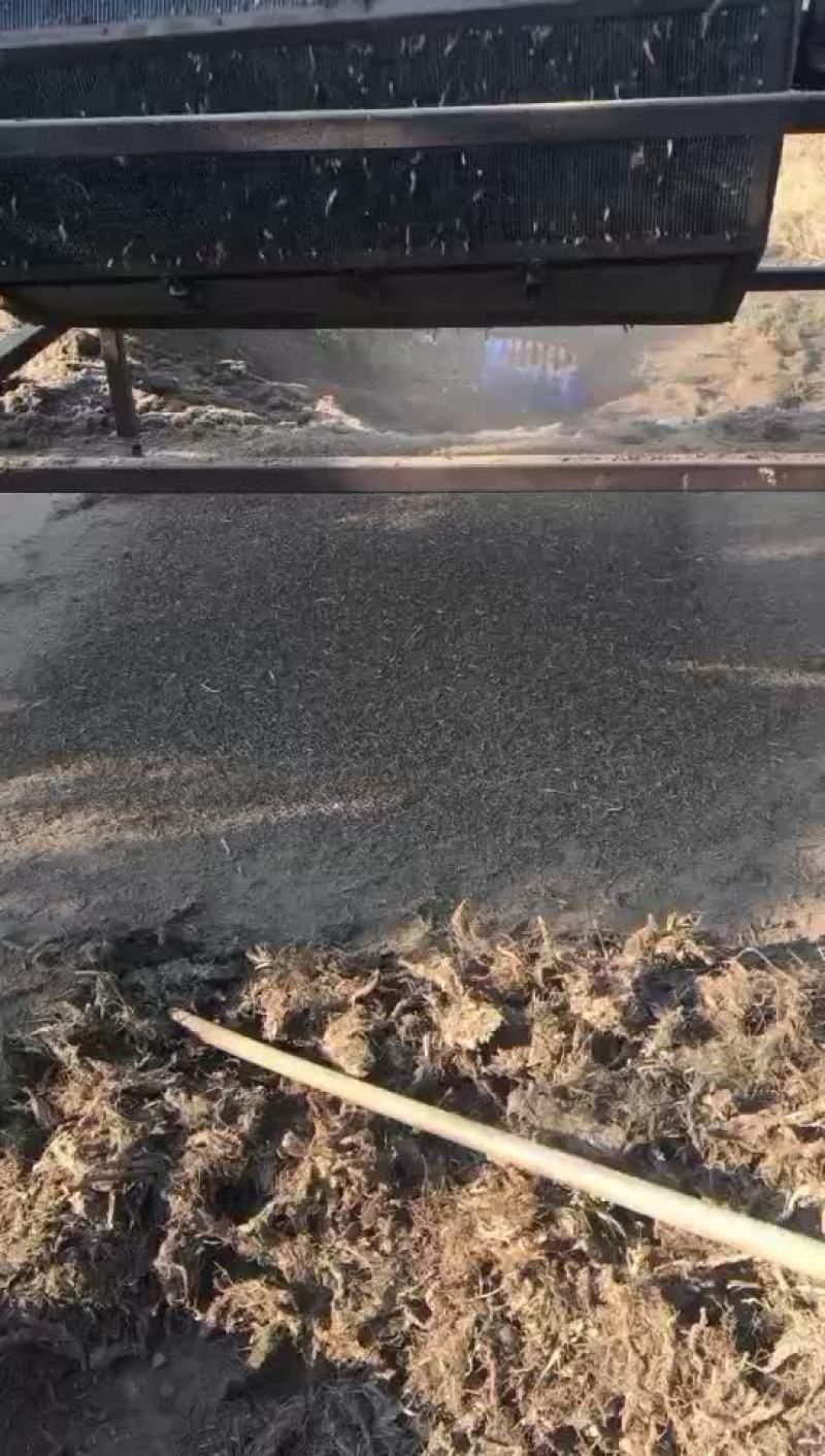 中药材石菖蒲下脚料批发