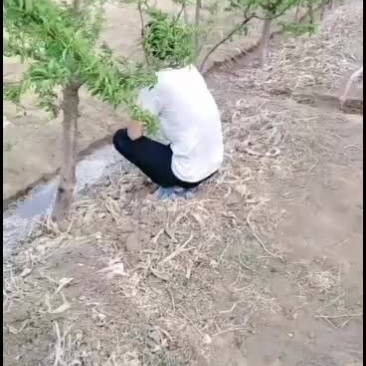 大型出售六年秋李子树